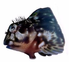 Scartella cristata_3lllll